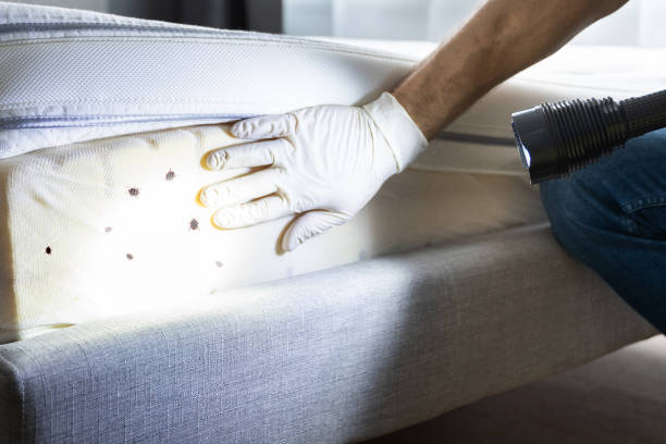 Best Insect Control  in Vernon Center, NJ